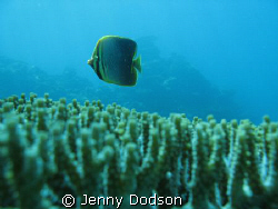 Butterflyfish caught off guard swimming over some plate c... by Jenny Dodson 